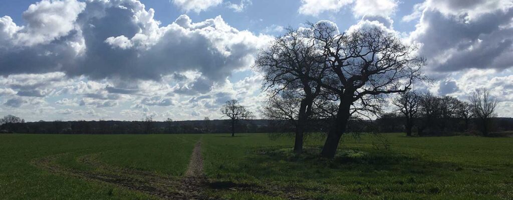 Clouds and trees in Essex field taken by Goode Walks